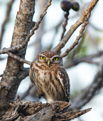 Grumpy Little Owl is standing on a branch on one leg and looking at the camera.