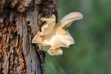 Mushroom growing on tree, Kruger National Park