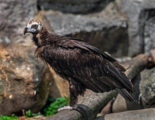 Cinereous vulture also known as the black vulture, monk vulture, or Eurasian black vulture. Latin name - Aegypius monachus
