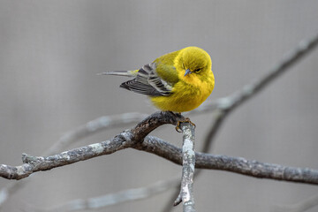 Pine warbler with attitude