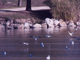 ptak mewa zwierze natura fauna © Piotr