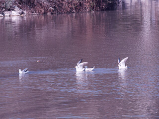 ptak mewa zwierze natura fauna