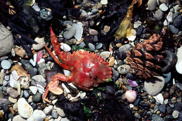 漂着したカニの殻  漂着物