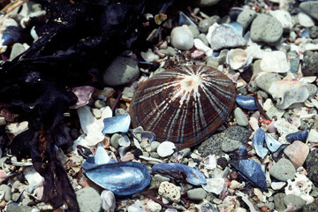 貝殻の浜辺　貝殻の海辺　漂着物 - obrazy, fototapety, plakaty