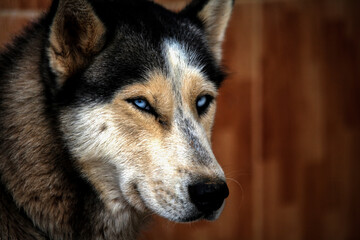 portrait of a husky
