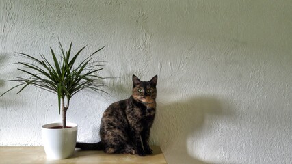 A cat looking at you with a plant
