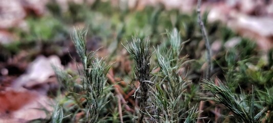 Little trees