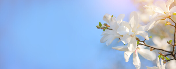 Fototapeta na wymiar Beautiful blooming magnolia tree on sunny spring day