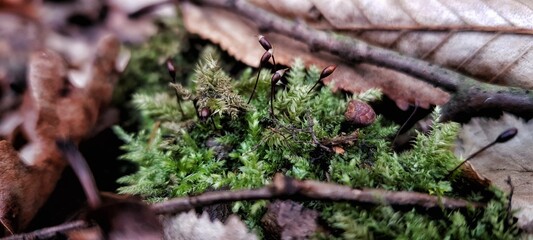 A little things on a stick