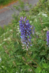 flowers in the garden