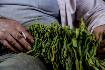hands of a person holding cigarettes' and tobacco leaf