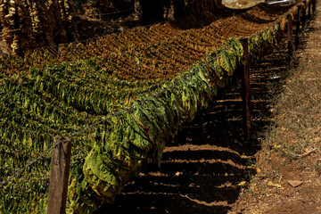 close up of a tobaccos leaves rope