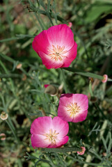 Fototapeta premium California Poppy (Eschscholtzia californica) in garden