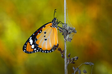 Macro shots, Beautiful nature scene. Closeup beautiful butterfly sitting on the flower in a summer garden.