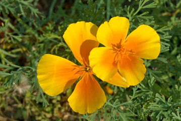 California Poppy (Eschscholtzia californica) in garden