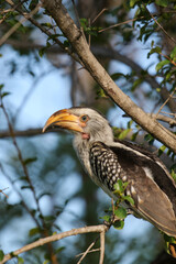 Young Southern Yellow-Billed Hornbill, Kruger National Park
