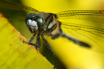 トンボ　シオカラトンボ　アップ
