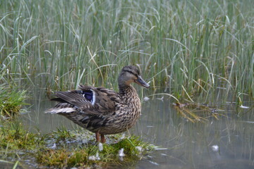 duck on the water