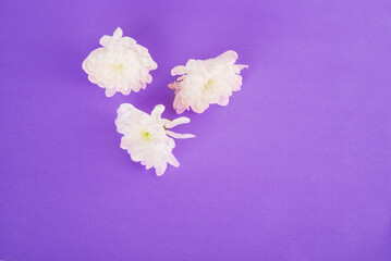 White flowers on very peri background. Copy space. Top view, flat lay, frame. High resolution