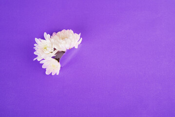 white flowers breaking through the paper background. Copy space. Top view, flat lay, frame. very repi