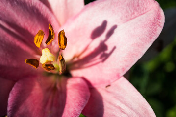 lilia, ogr&oacute;d, makro, kwiat, płatek