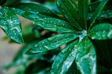 Fototapeta łubin, roślina, liście, zielona, woda, krople, deszcz obraz