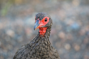 Swainson's Francolin, Kruger National Park