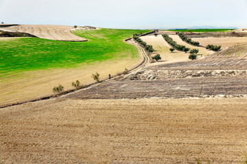 Camino de Valdeciervos, campo y olivos. Pinto. Madrid.