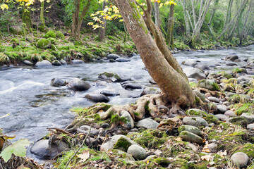 Rio Arenal. Avila. España.