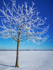 lonely tree frozen in winter in sunshine