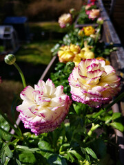 Ranunculus photographed from above in spring