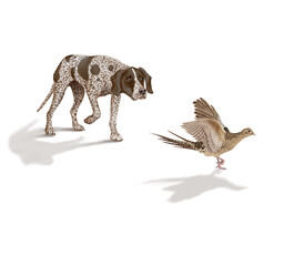 Fototapeta premium chien,en arrêt, braque, faisan, allemagne, mâle, femelle, animal de compagnie, brun, isolé, mammifère, chiot, race, blanc, de race, court, portrait, chasse, chassant, joli, braque de weimar à poil co