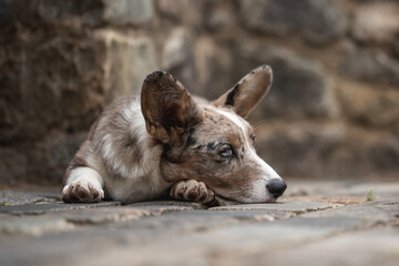 Merle Welsh Corgi Cardigan puppy dog among the stone walls of the old town on a cloudy summer day