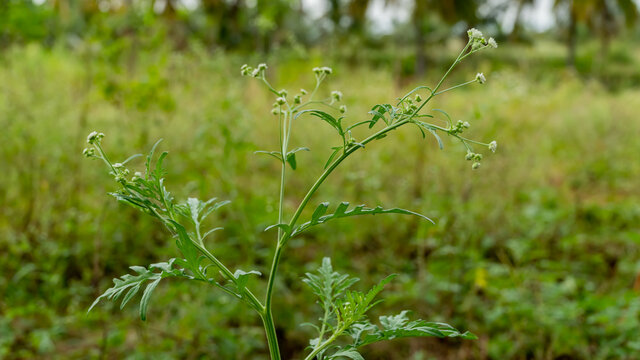 Parthenium is a genus of North American shrubs in the sunflower tribe within the daisy family and subfamily Asteroideae.