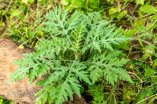 Parthenium is a genus of North American shrubs in the sunflower tribe within the daisy family and subfamily Asteroideae.