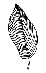 Simple hand drawn doodles. tropical leaves silhouette vector. Hand drawn silhouette palm leaf icon on white background. Cartoon sketch element: greenery Arecaceae, Palmae Palm Leave