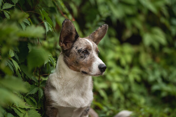 Close-up portrait of Merle Welsh Corgi Cardigan puppy dog among dense greenery on a cloudy summer day