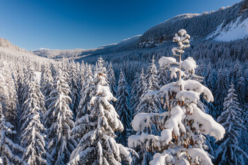 Vue aérienne de la cime des sapins enneigés, vallée de la Valserine (Jura, France) en arrière...