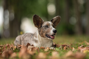Merle Welsh Corgi Cardigan puppy dog playing with fallen leaves in autumn park