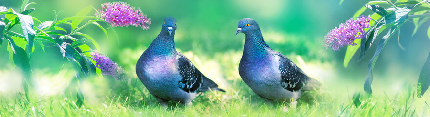 Multi-colored dove in the garden on a background of lilac flowers. Spring summer bright image. Banner format.