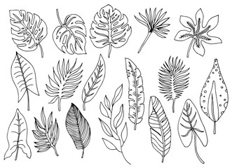 Tropical palm leave in sketch style, isolated vector illustration. Leave of palm tree in linear doodle style. Botanical minimalist print of exotic leave, sketch design. © Rina Design