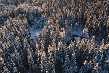 Vue aérienne drone d'une forêt de sapins enneigés avec la lumière rasante et dorée du coucher...