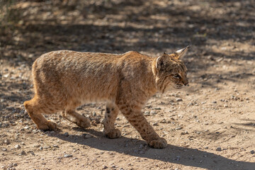 Young male bobcat kitten stalking prey in Sweetwater wetlands of Tucson, Arizona