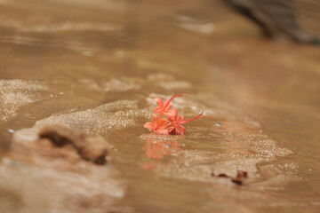 Fallen Plum leaf Azalea Flower in a Stream