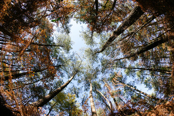 foret en automne en contre plongée, trouée bleue du ciel avec arbres