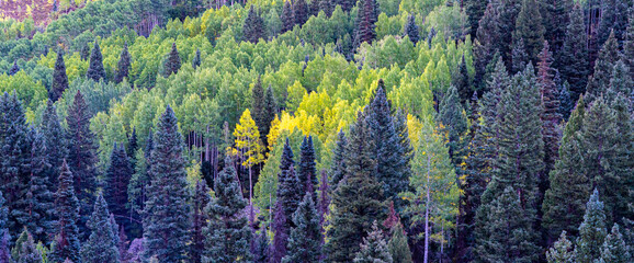 Fir and aspen trees early morning near Ouraay Colorado
