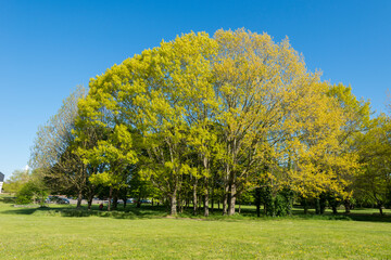 Naklejka premium foret nature