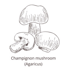 Hand drawn outline Champignon mushroom.
Vintage image on white background. 
Vector template for label, product packaging