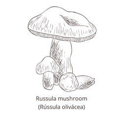 Hand drawn outline Russula  mushroom. Vintage image on white background. Vector template for label, product packaging