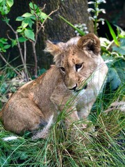 lion
